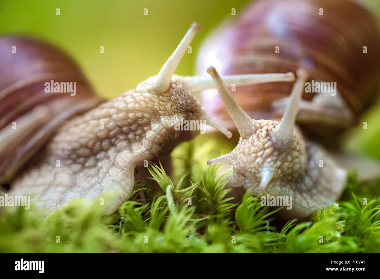 Helix pomatia auch römische Schnecke, Weinbergschnecken, weinbergschnecke oder Escargot, ist eine Pflanzenart aus der Gattung der Großen, Essbar, Atemluft- land Schnecke, eine terrestrische Pulmo Stockfoto