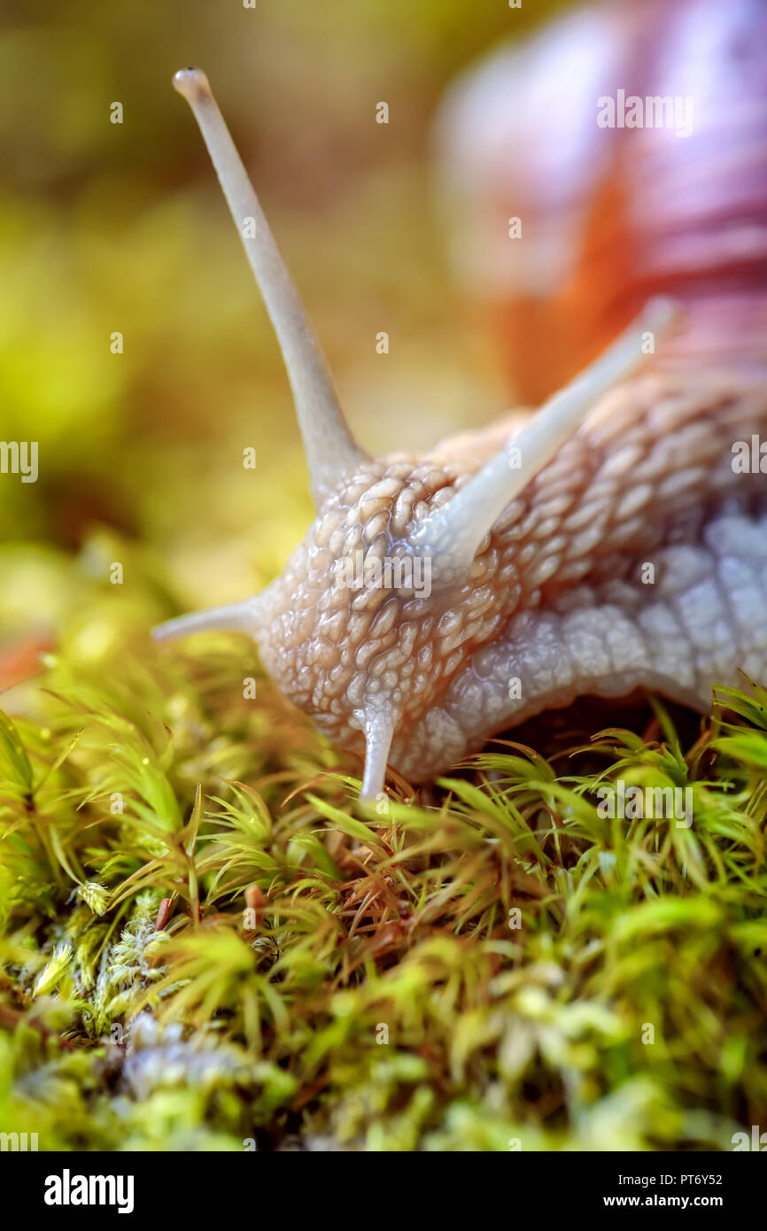 Helix pomatia auch römische Schnecke, Weinbergschnecken, weinbergschnecke oder Escargot, ist eine Pflanzenart aus der Gattung der Großen, Essbar, Atemluft- land Schnecke, eine terrestrische Pulmo Stockfoto