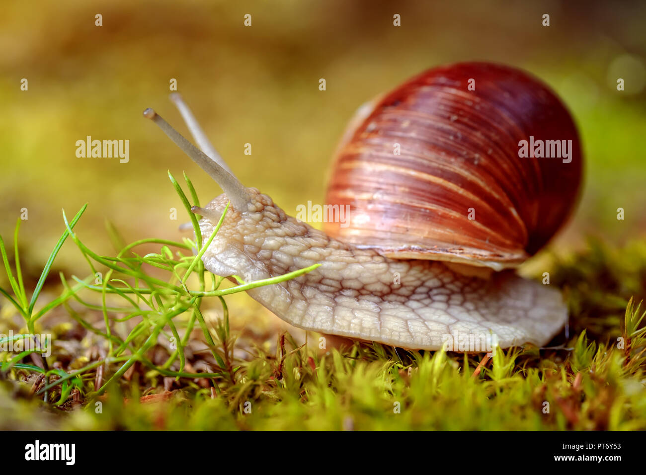 Helix pomatia auch römische Schnecke, Weinbergschnecken, weinbergschnecke oder Escargot, ist eine Pflanzenart aus der Gattung der Großen, Essbar, Atemluft- land Schnecke, eine terrestrische Pulmo Stockfoto