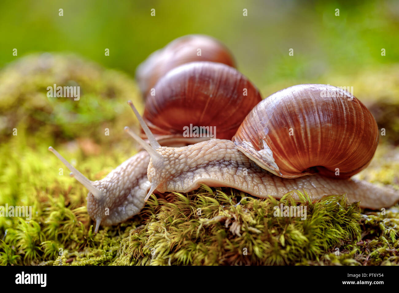 Helix pomatia auch römische Schnecke, Weinbergschnecken, weinbergschnecke oder Escargot, ist eine Pflanzenart aus der Gattung der Großen, Essbar, Atemluft- land Schnecke, eine terrestrische Pulmo Stockfoto