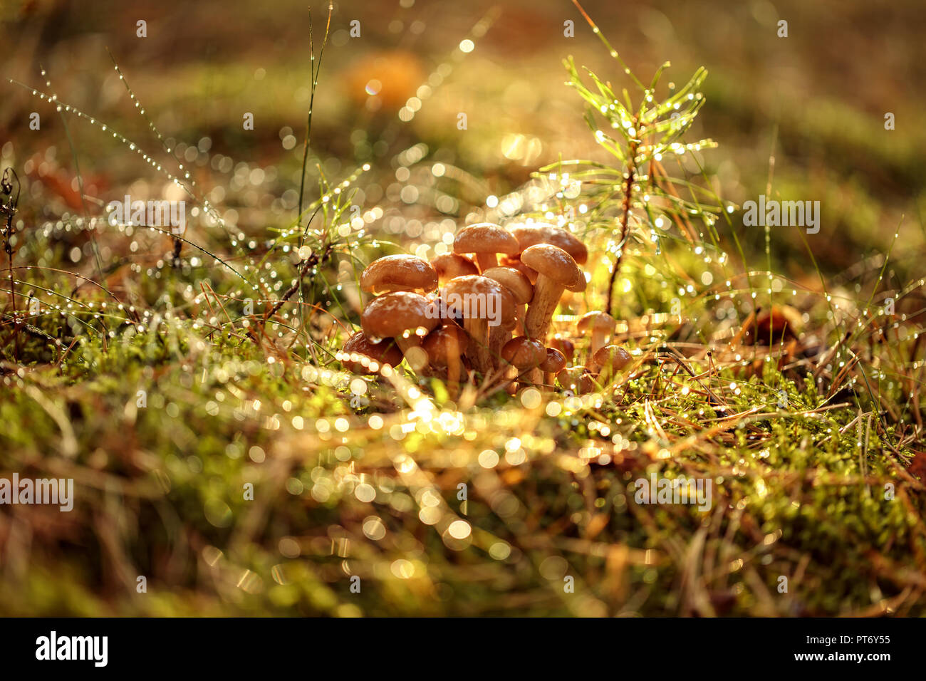 Pilze armillaria von Honig agaric In Sonniger Wald. Honig Pilz sind in der Ukraine, Russland, Polen, Deutschland und anderen europäischen Ländern als Stockfoto