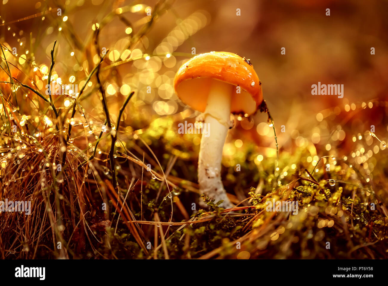 Agaric Pilz in Sonniger Wald im Regen fliegen. Amanita muscaria, allgemein bekannt als the fly Agaric oder amanita fliegen, ist ein basidiomycet Pilz, ein Stockfoto