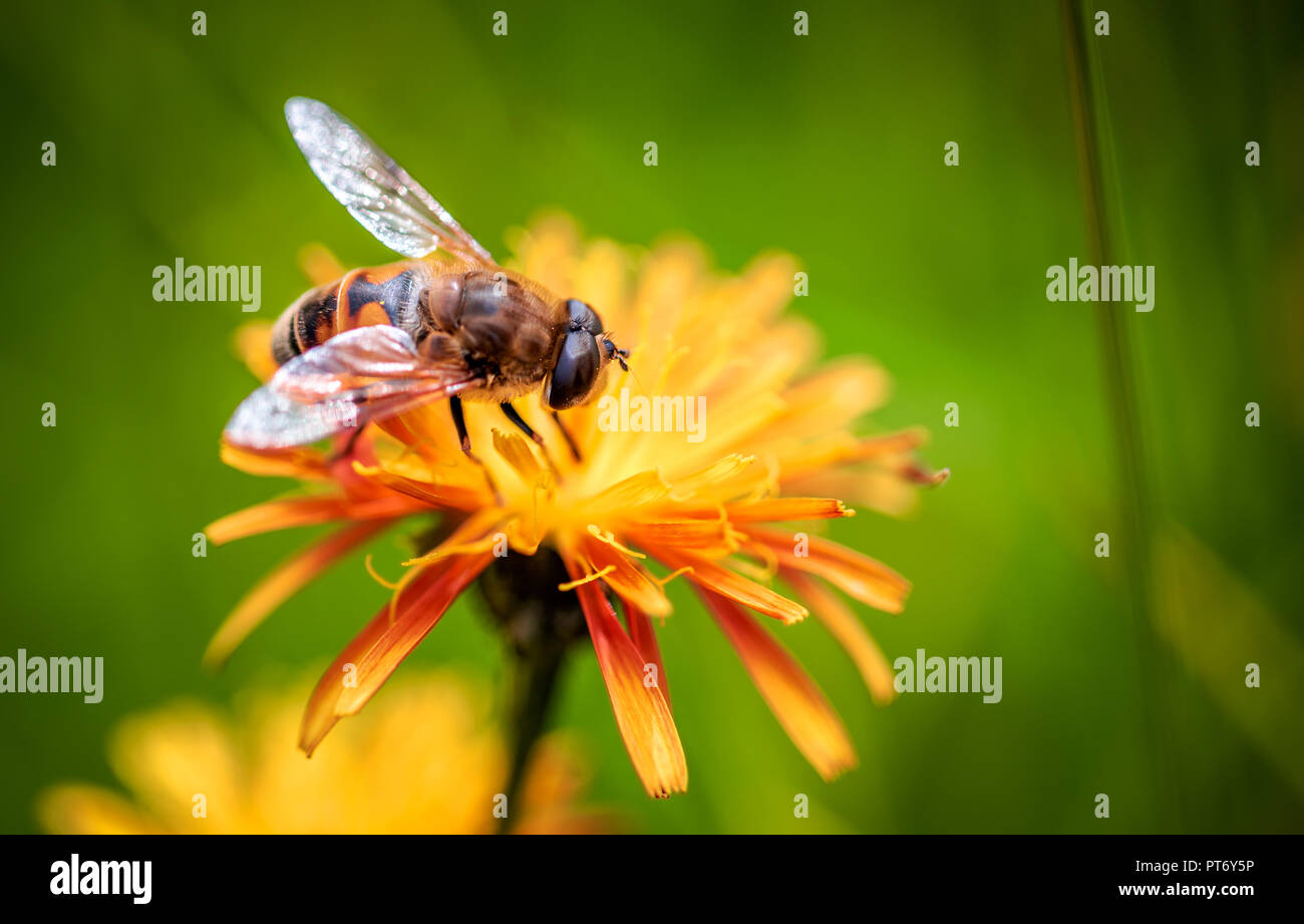 Biene sammelt Nektar von Blüten crepis Alpina Stockfoto