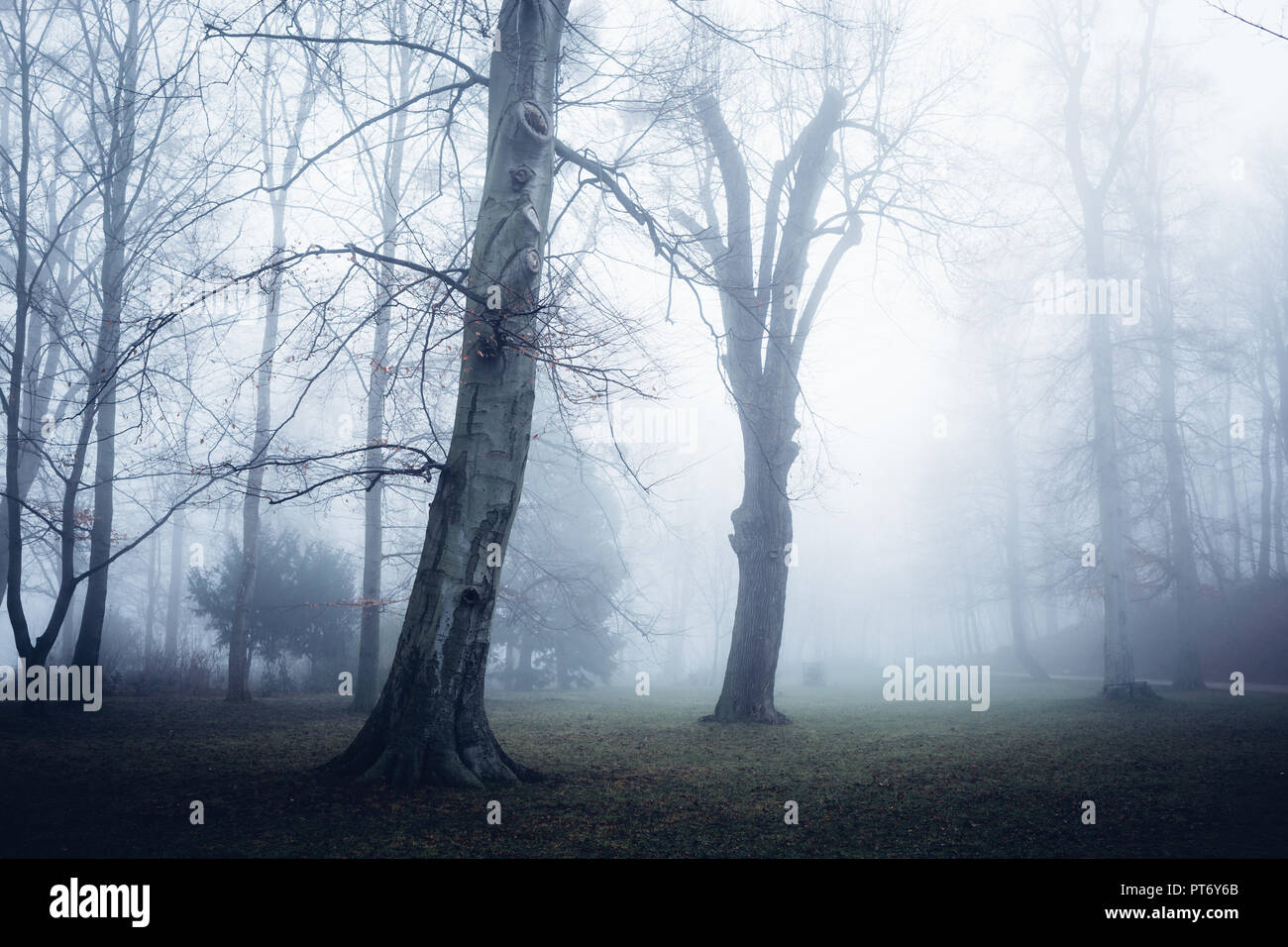 Unheimliche Begegnung im Wald, zwei große Bäume im Nebel, Park Stockfoto