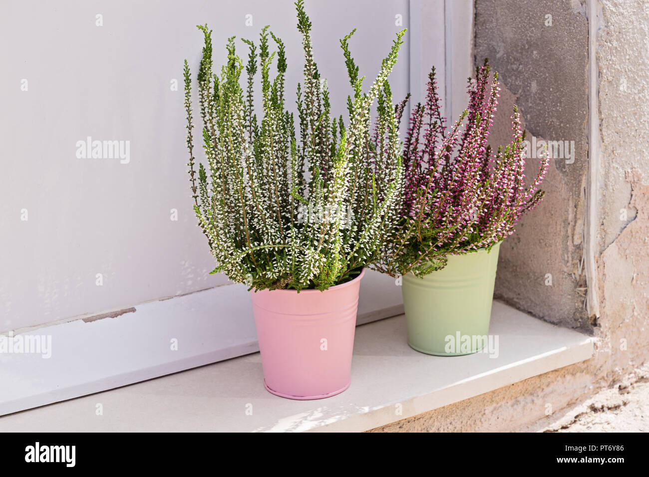 Blühende Heidekraut Calluna vulgaris im Topf auf der Fensterbank. Haus und Balkon Dekoration mit saisonalen Herbst Blumen Stockfoto