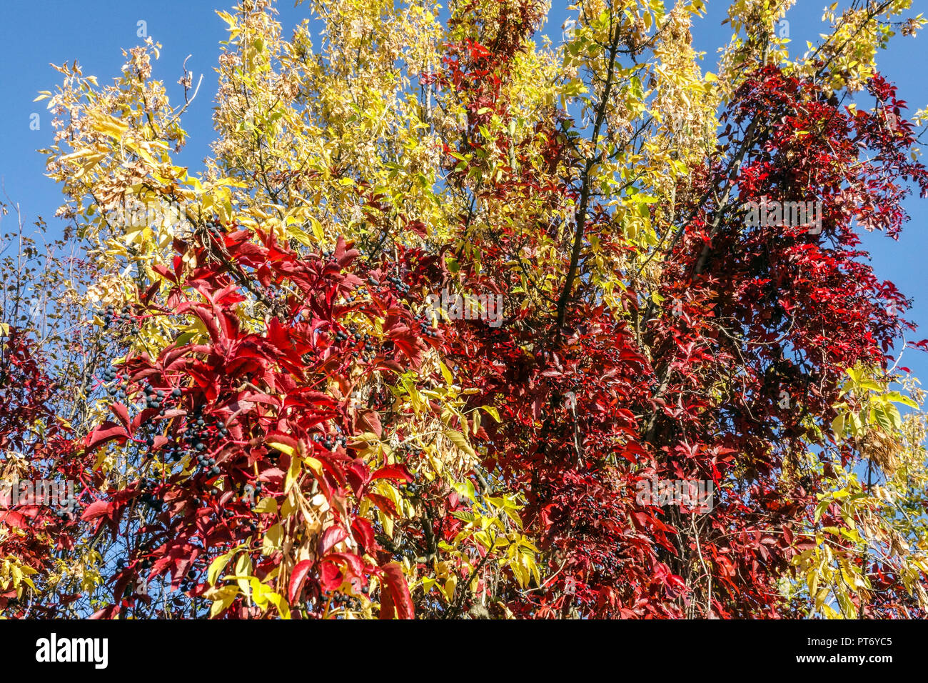 Indischer Sommer, buntes Laub Virginia Creeper auf gelben Acer Negundo Herbstblättern Stockfoto