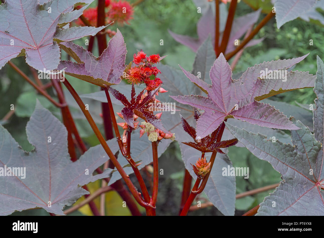 Rizinus strauch -Fotos und -Bildmaterial in hoher Auflösung – Alamy