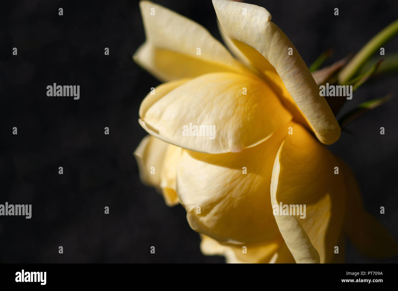 Gelbe Rose auf schwarzem Hintergrund Stockfoto
