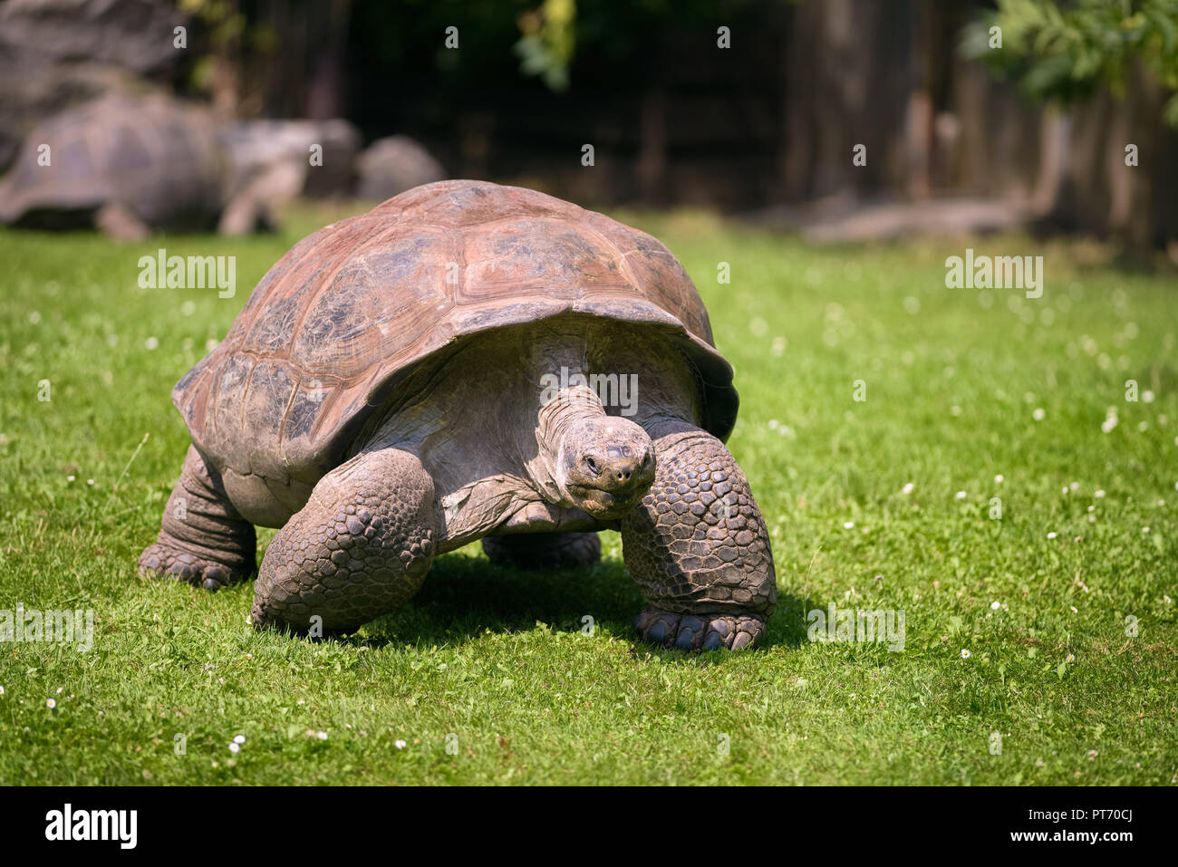 Nahaufnahme, Porträt einer Riesenschildkröte Stockfoto
