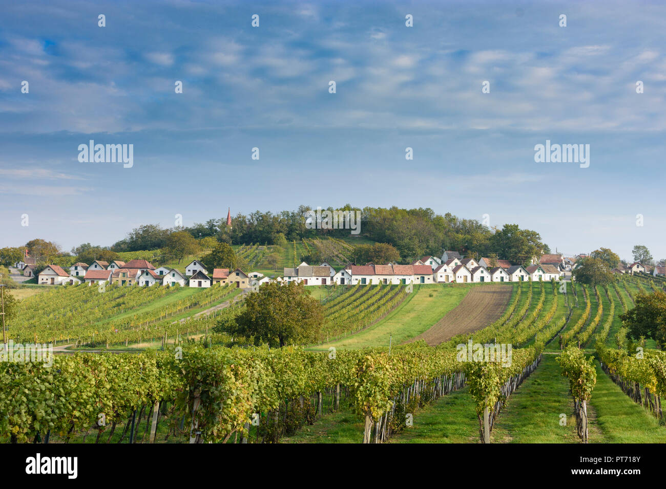 Keller Kellergasse Wildendürnbach: (Lane) mit Presshaus Presshäuser (Haus) bei Hill Galgenberg, Weinberg, Wein im Weinviertel, Niederösterreich Stockfoto