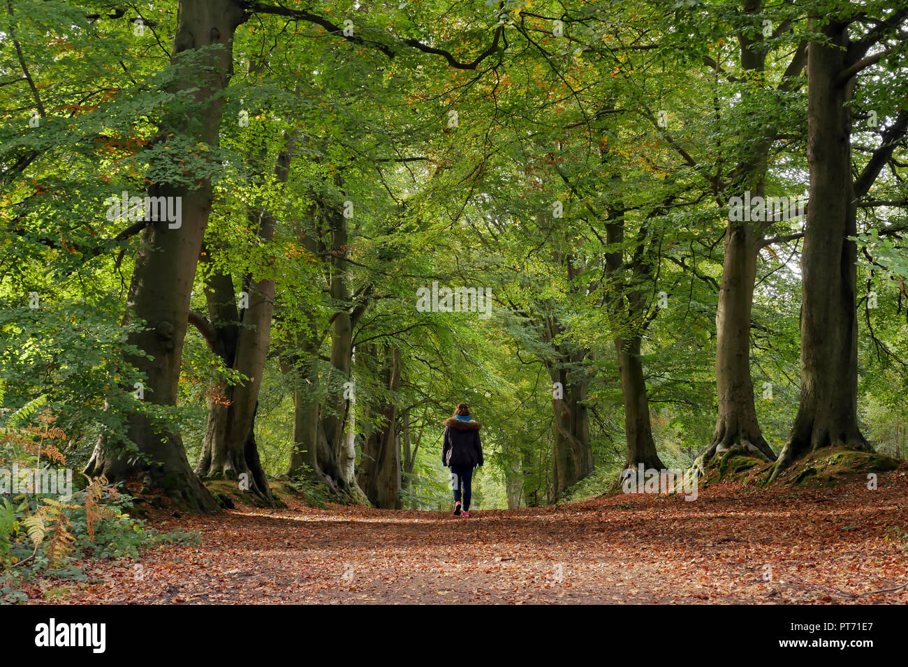 Junges Mädchen zu Fuß durch Herbst Wald mit Blättern, die gerade erst anfangen, Farbe und einige braune Blätter auf den Boden gefallen. Stockfoto