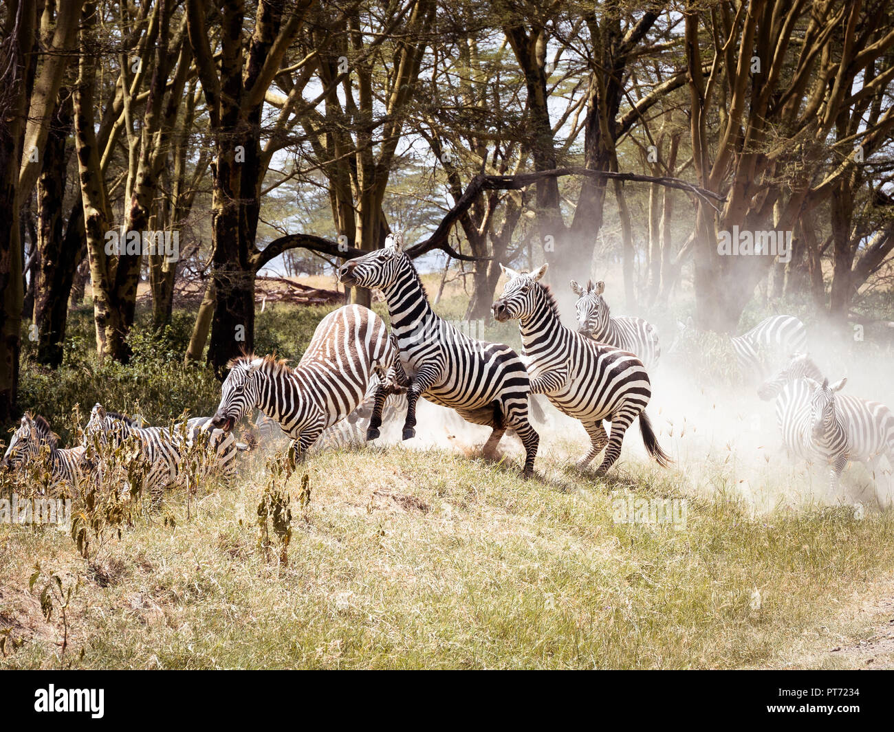 Gruppe von Zebras Überqueren einer Straße in Panik Stockfoto
