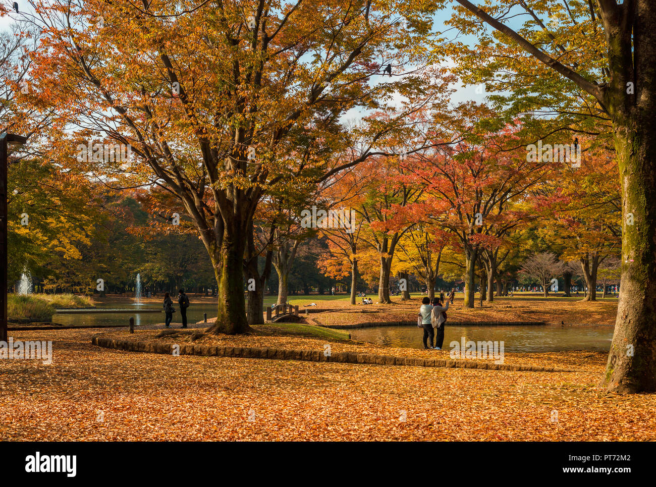 Herbst und Laub im Yoyogi Park Stockfoto