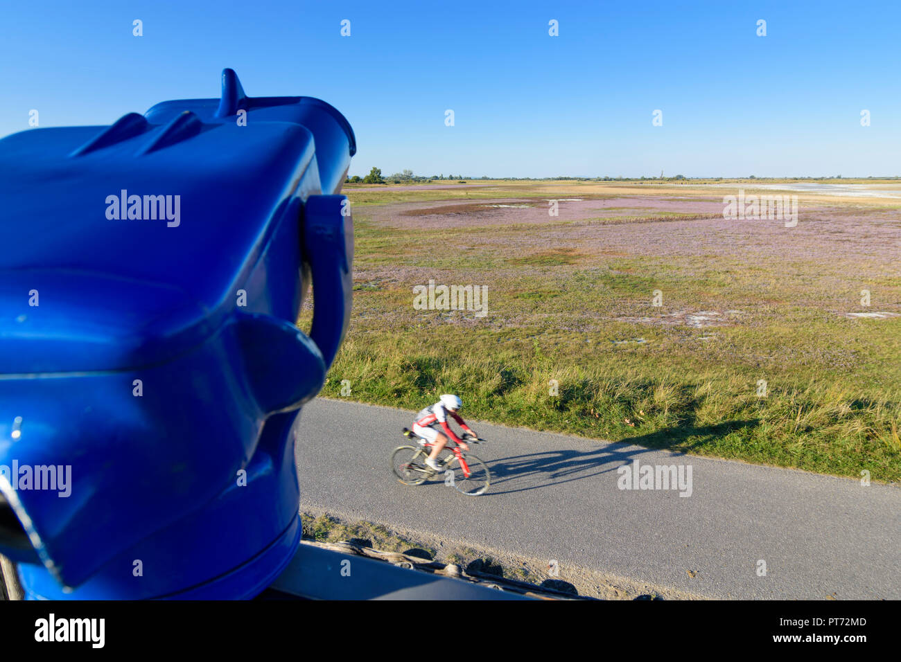 Illmitz: Teleskop am Aussichtsturm, Radfahrer, Fahrrad weg, blühende Wiese an Pfütze Lacke Zicklacke, Puszta, mit Blick aufs Meer, Küste aster Aster, Str Stockfoto