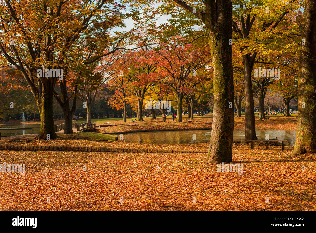 Herbst und Laub im Yoyogi Park Stockfoto