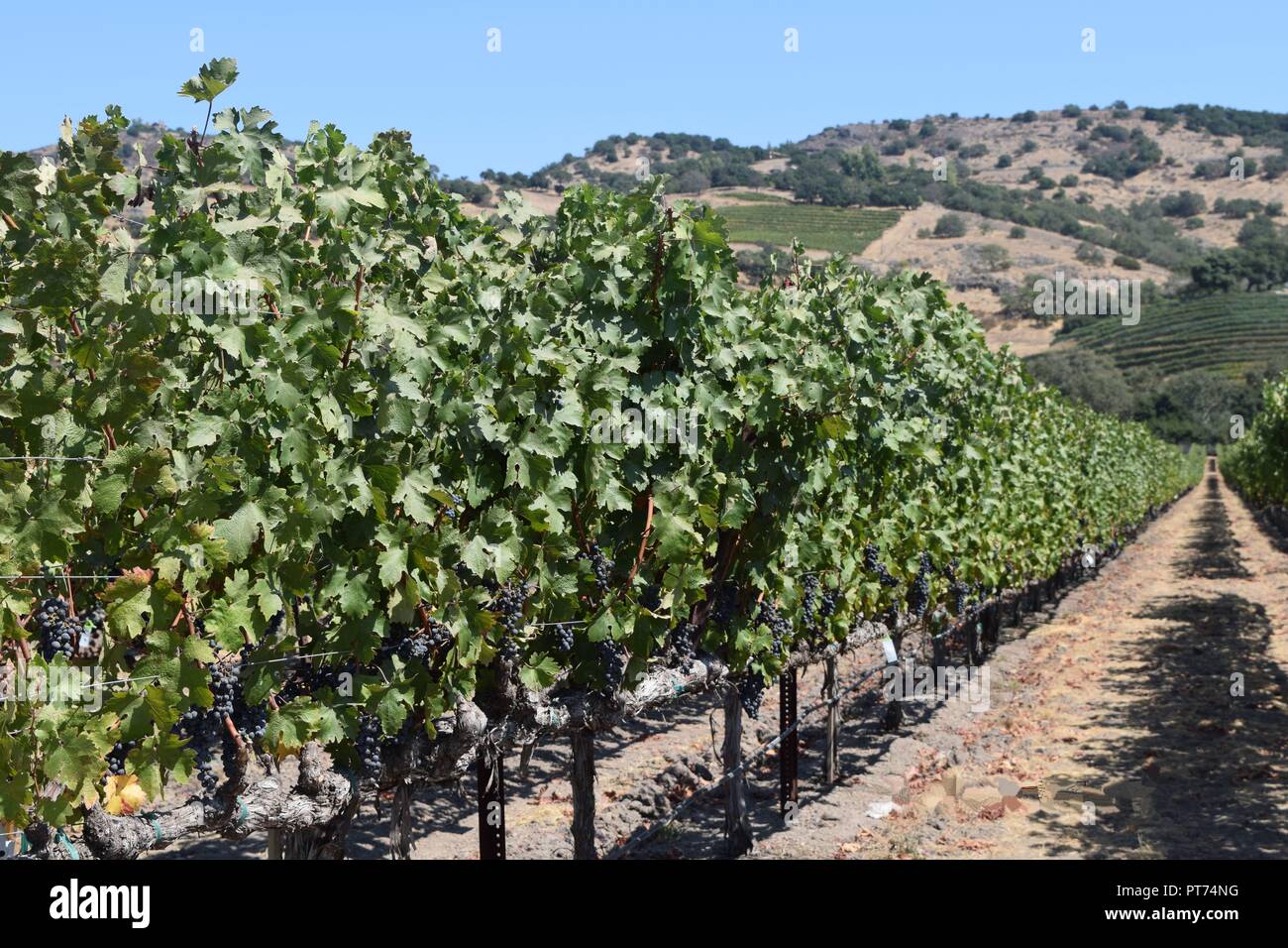 Weinberg, Napa Valley, Kalifornien Stockfoto