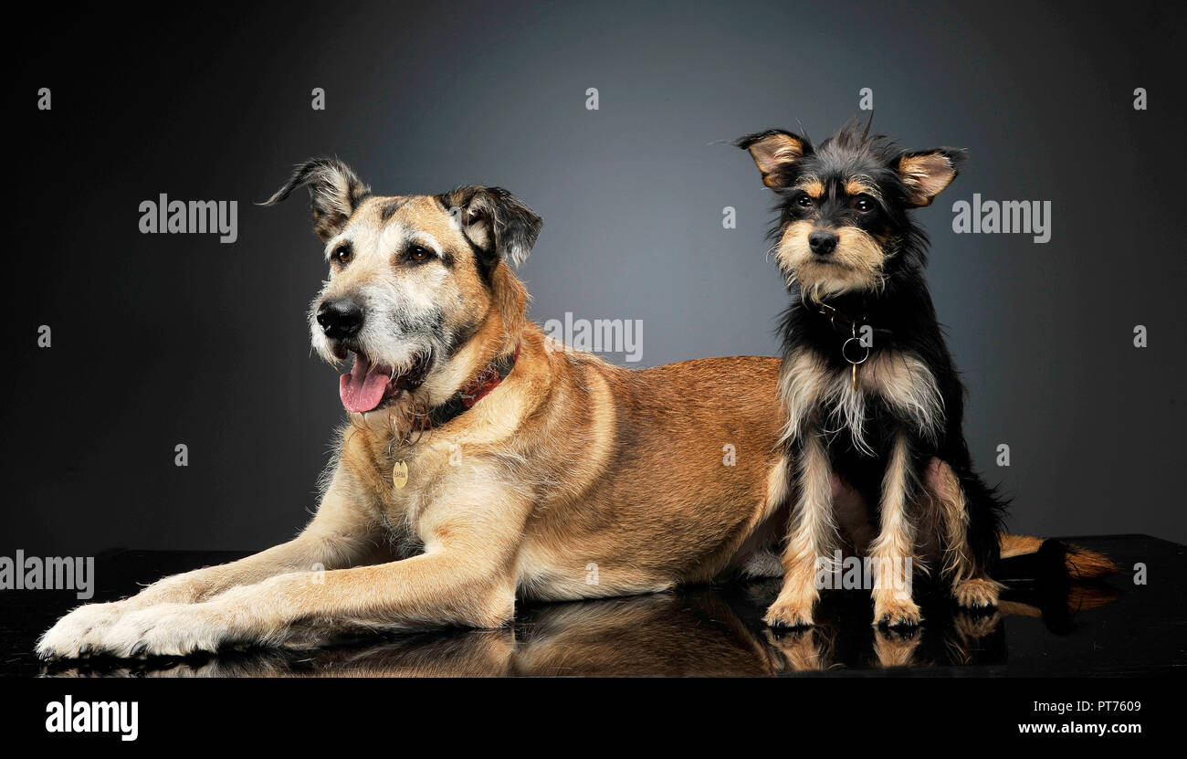 Zwei gemischte Rasse verdrahtet Haar Hunde haben Spaß im Studio Stockfoto