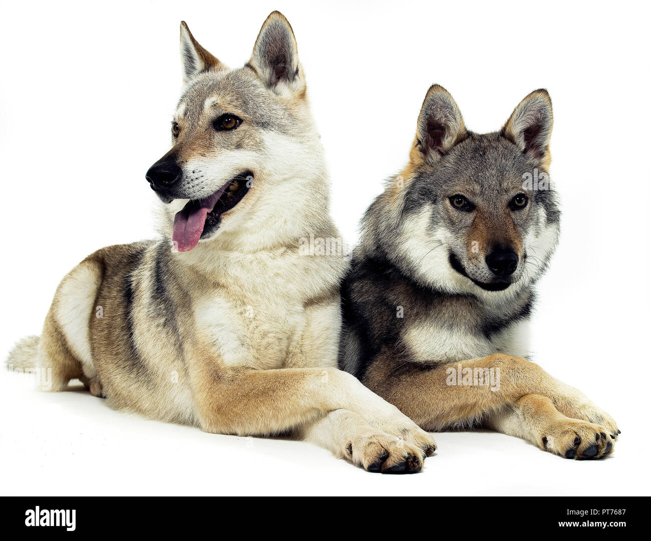 Tschechische Wolfs sind entspannend auf den weißen Stock Stockfoto