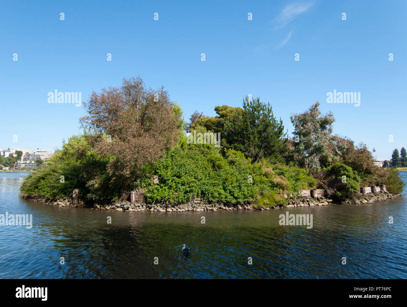 Eine von fünf künstlichen Inseln für Vögel am Lake Merritt Wildlife Refuge in Oakland, das älteste Wildlife Refuge in Nordamerika. Stockfoto