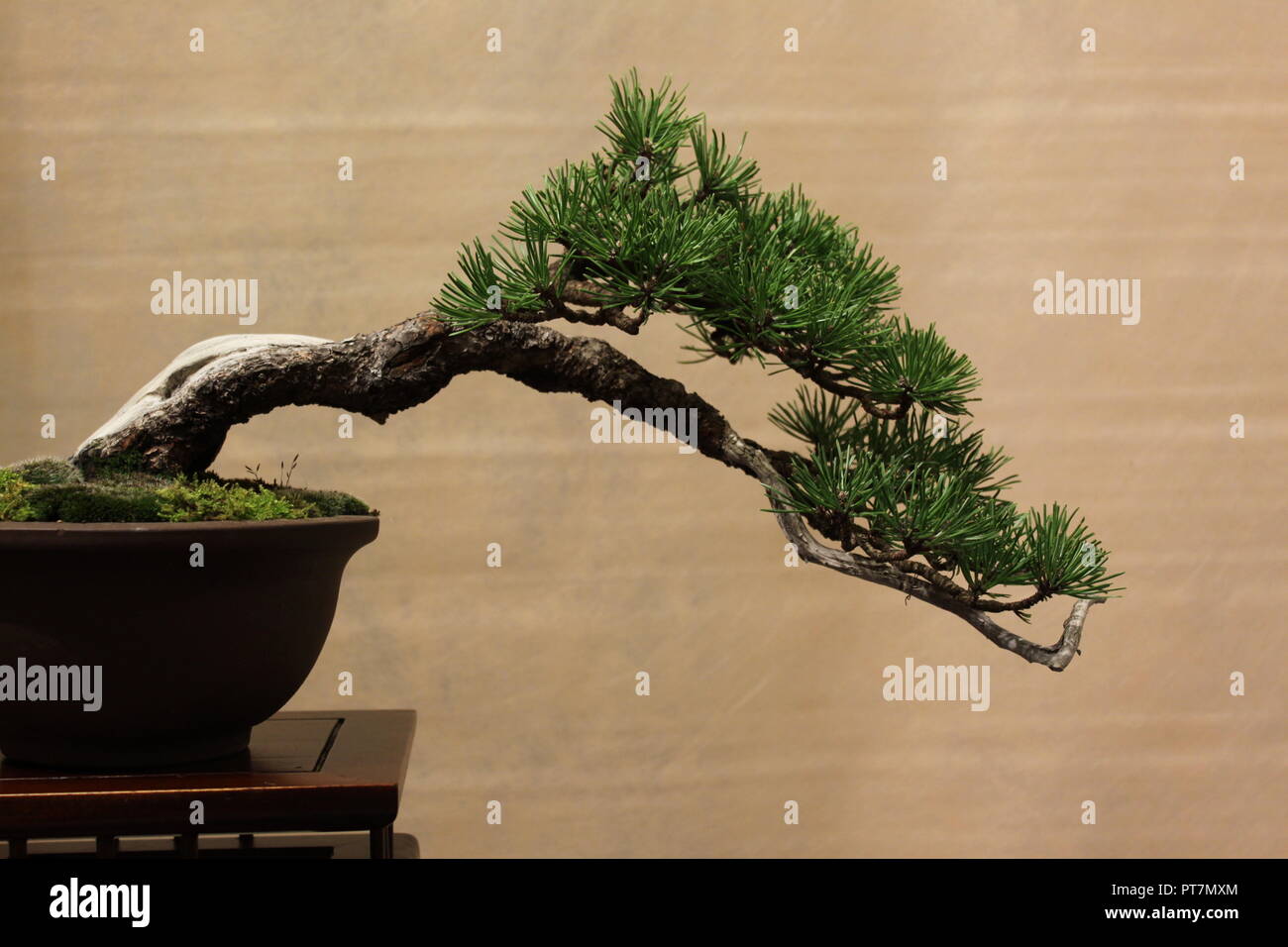 Im Alter von Bonsai Kiefer lehnt sich gekrümmt Über den Topf Stockfoto