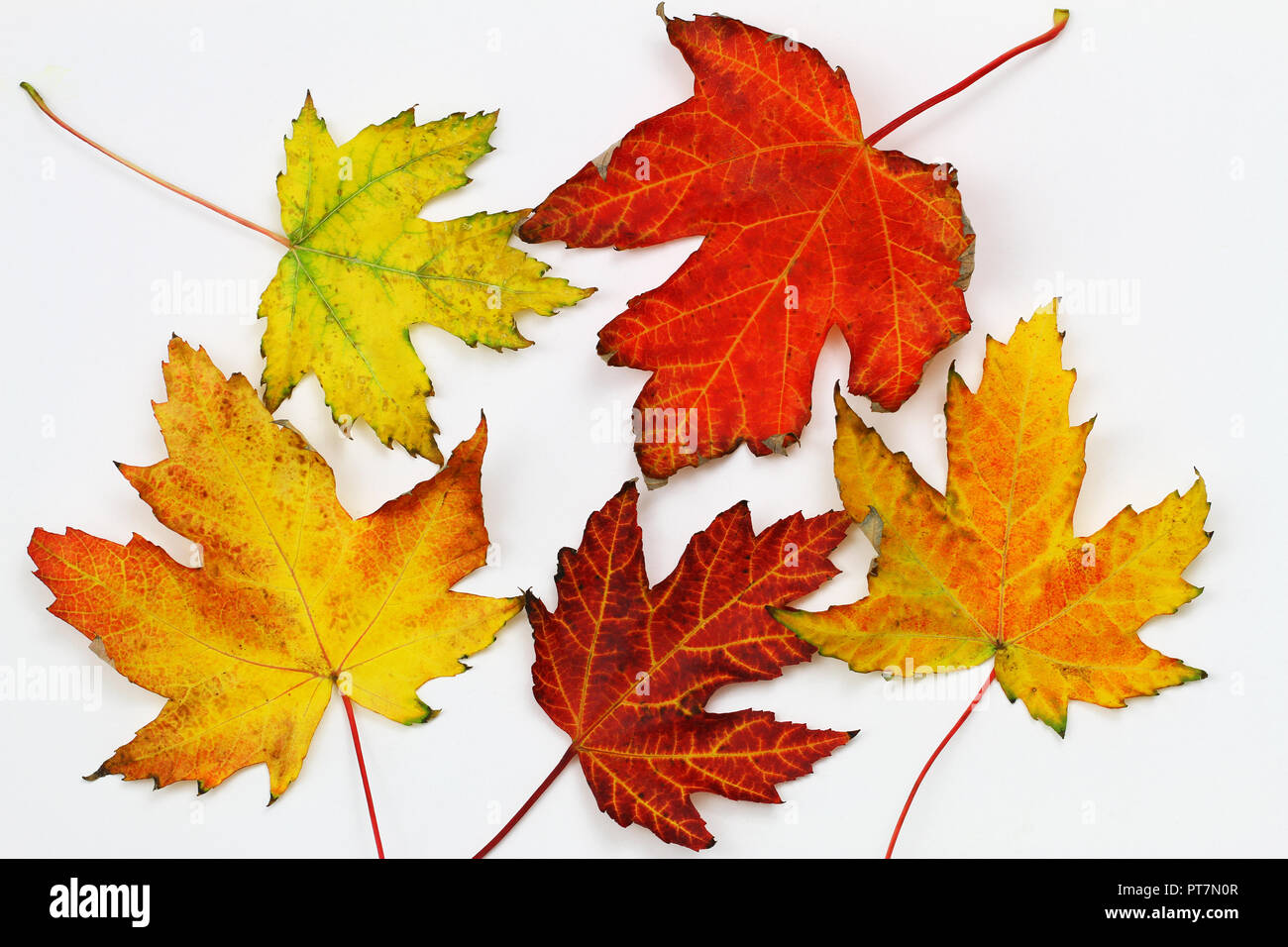 Haufen bunter Herbst Ahorn Blätter auf weißem Hintergrund Stockfoto