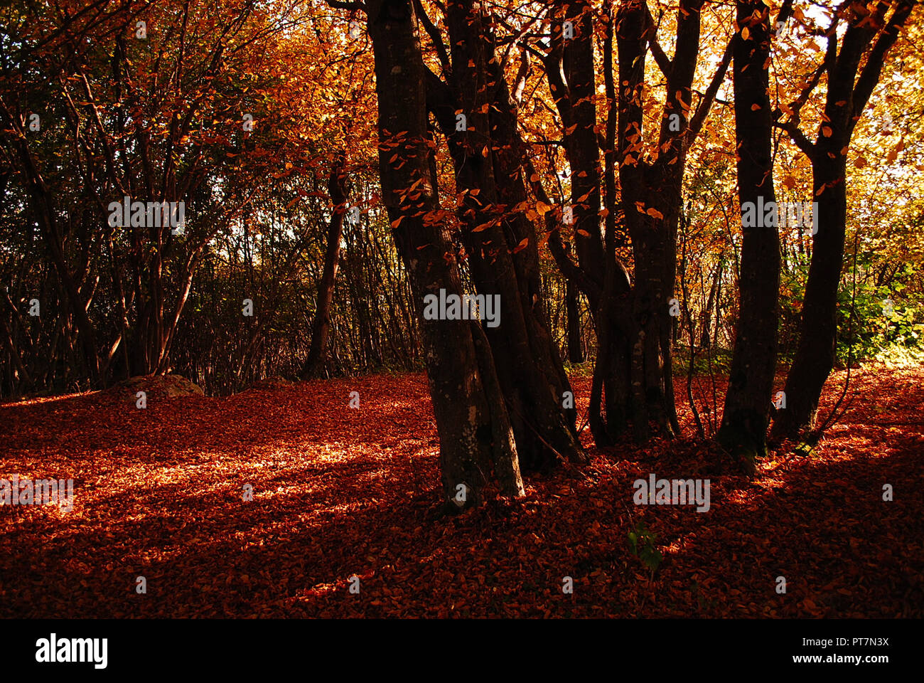 Herbst in der Provinz von Belluno Stockfoto