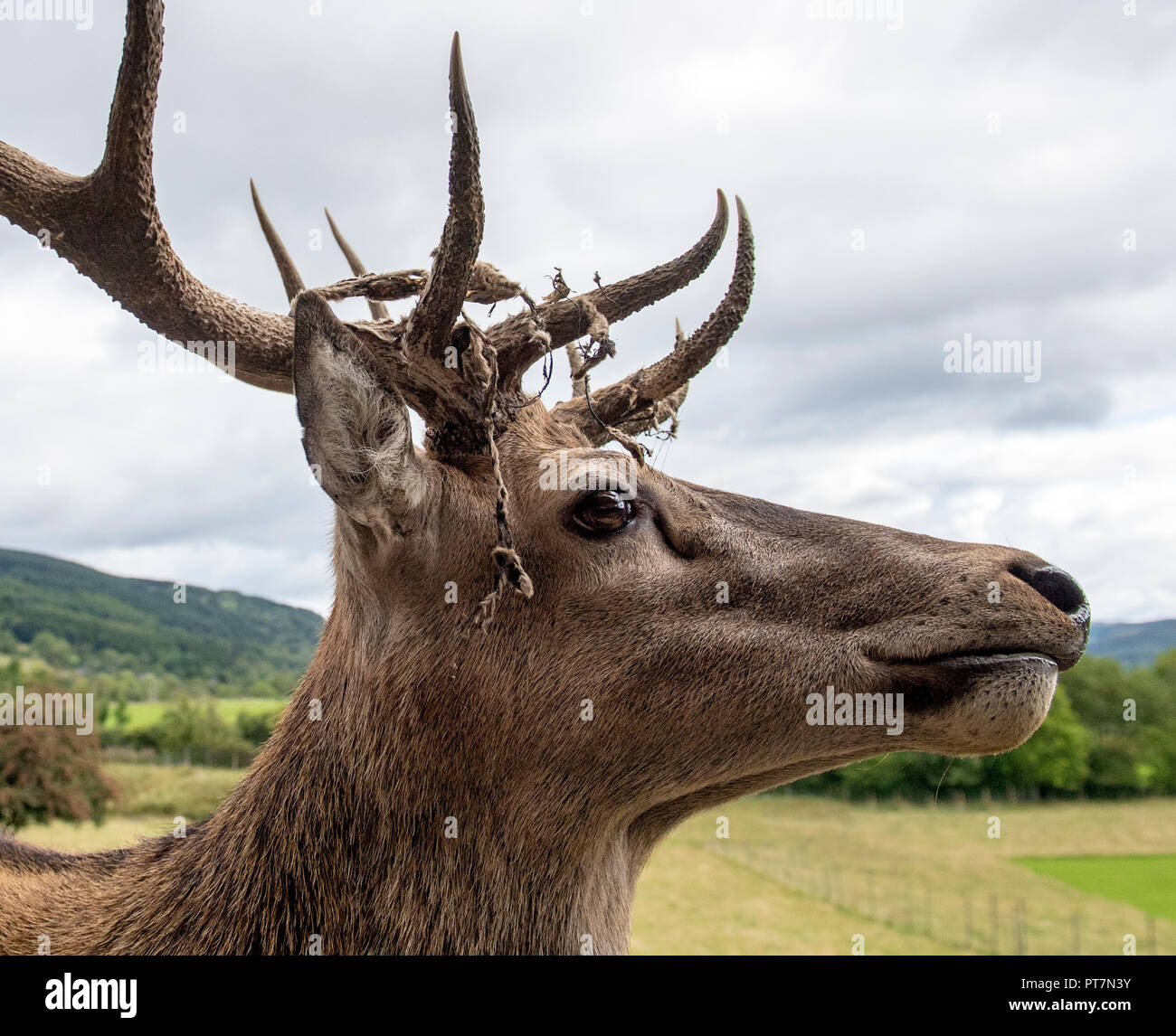 Red Deer Stag, der die letzte Seiner Samt, Schottland Stockfoto