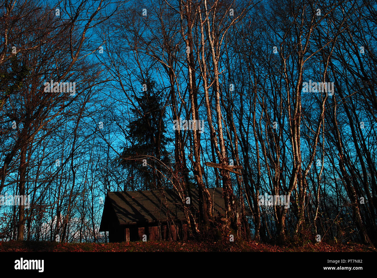 Eine Hütte in den Wald Stockfoto