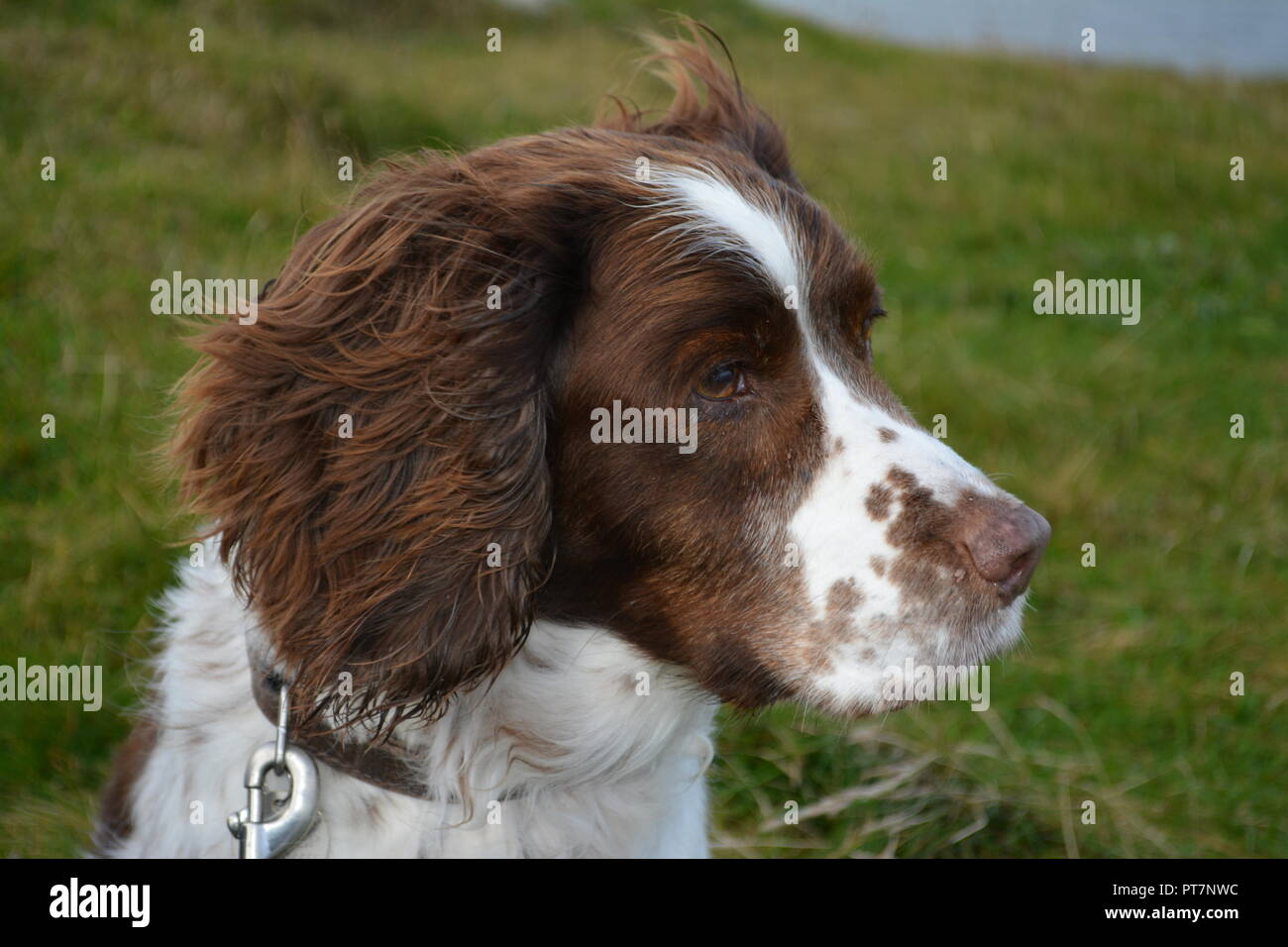 In der Nähe der Leber und weißen English Springer Spaniel Kopf sitzen auf Gras von der Kamera weg in die Ferne re Haustiere sitzen Gehorsam suchen Stockfoto