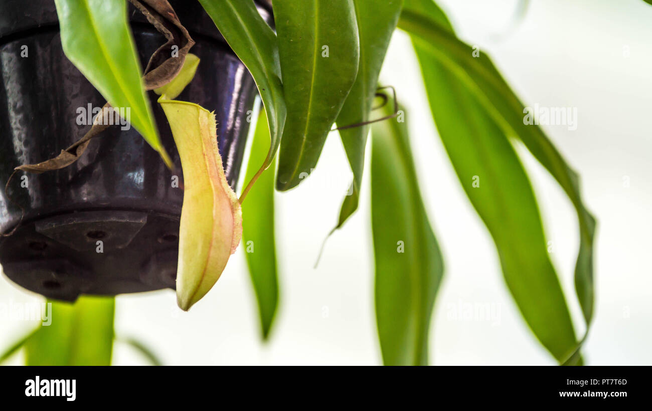 Nepenthes sp., tropisch-exotischen fleischfressende Pflanze als Indoor Dekoration Garten verwendet Stockfoto