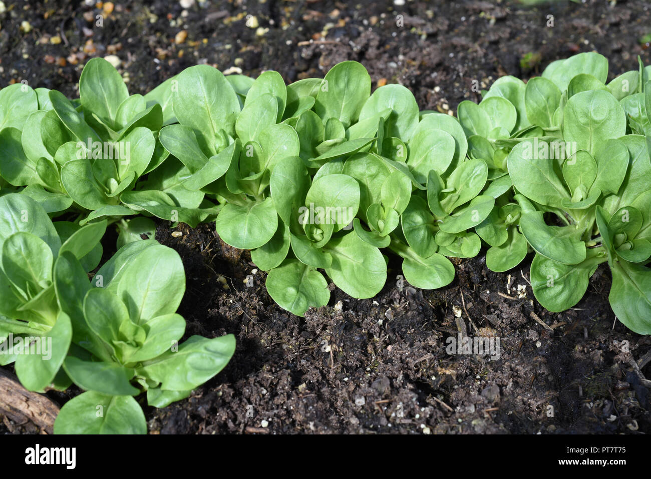 Feldsalat Valerianella locusta,, Stockfoto