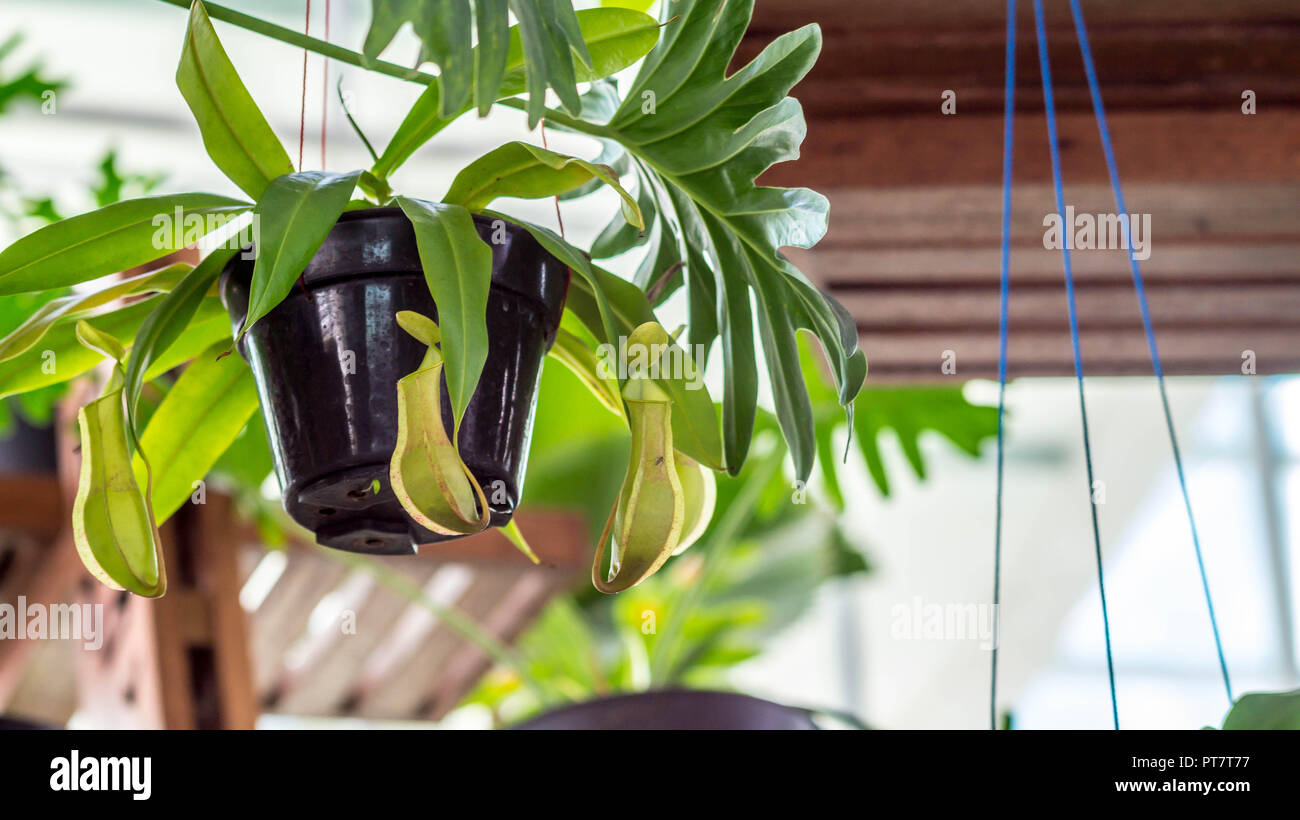 Nepenthes sp., tropisch-exotischen fleischfressende Pflanze als Indoor Dekoration Garten verwendet Stockfoto