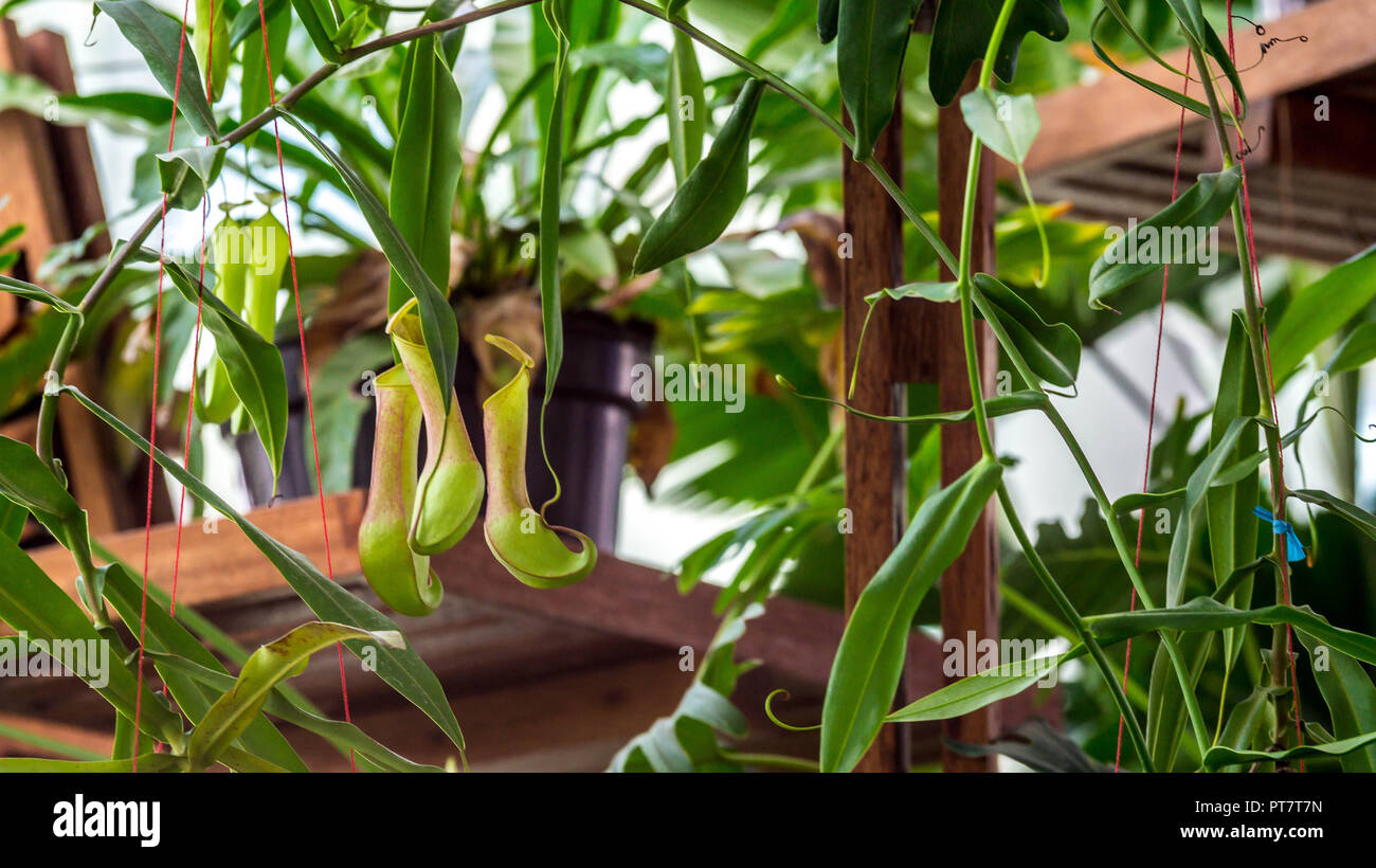 Nepenthes sp., tropisch-exotischen fleischfressende Pflanze als Indoor Dekoration Garten verwendet Stockfoto