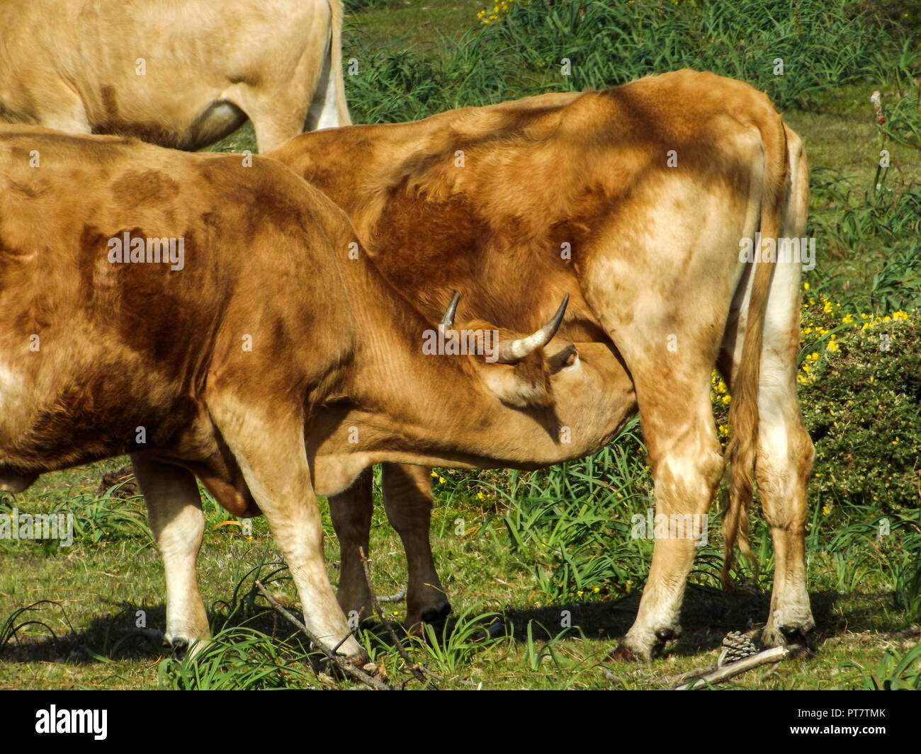 Ein junges Kalb trinken Milch aus dem Euter der Mutter Stockfoto