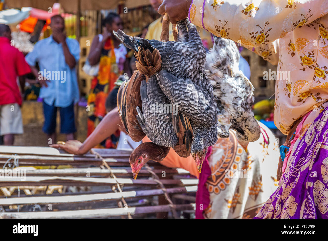HELL VILLE, MADAGASKAR - Dezember 19, 2015: madagassische Frau kauft Huhn auf dem Markt in Hell Ville, eine Stadt auf der Insel Nosy, nördlich von Madagaskar. Stockfoto