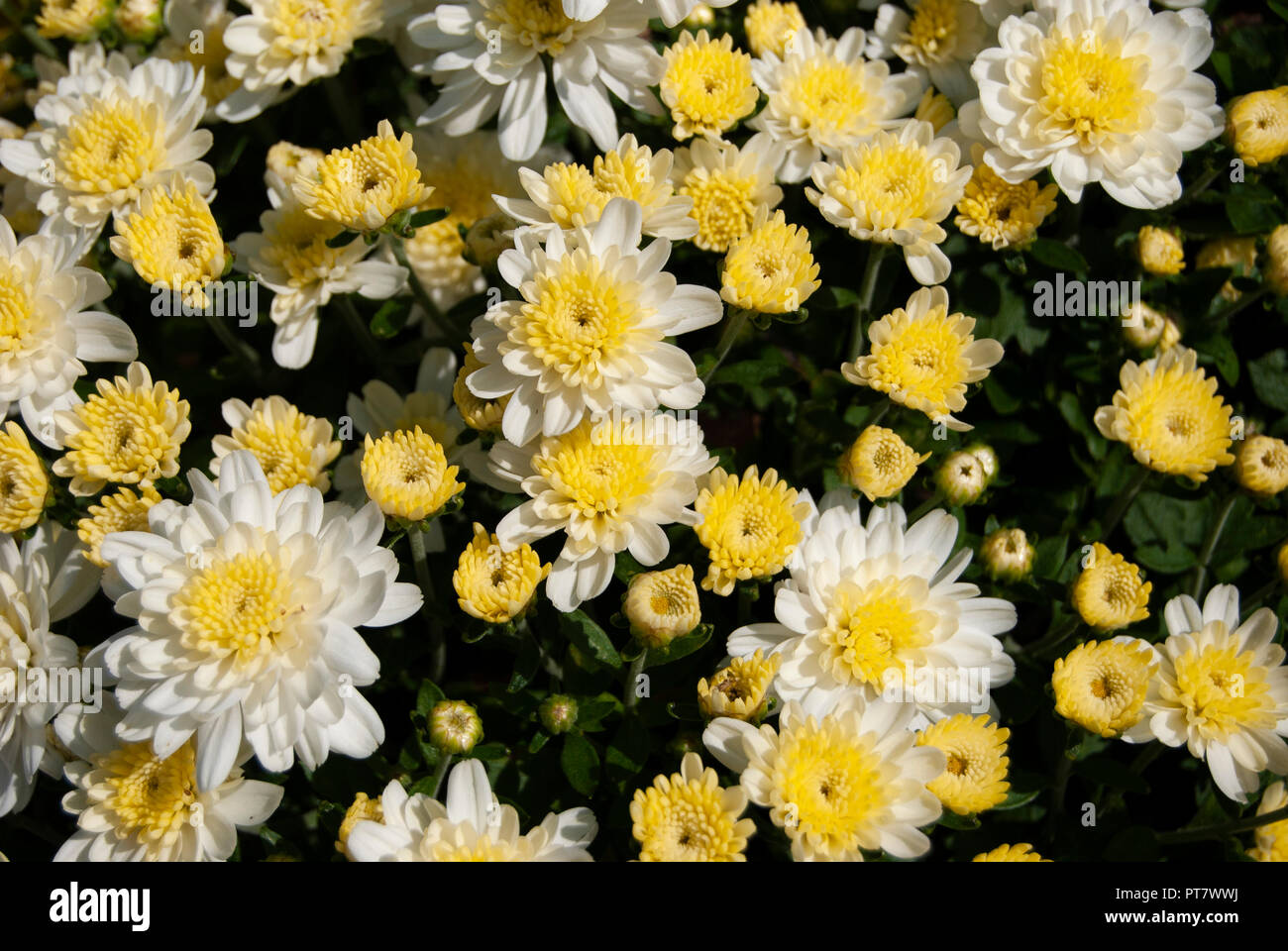 Schöne Blumen in voller Blüte Stockfoto