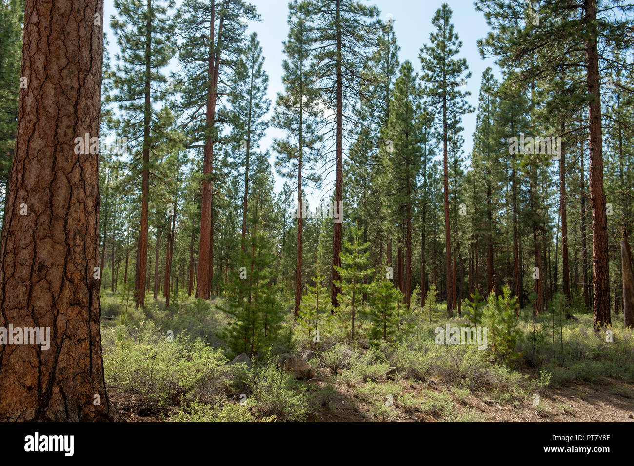 Die Vorteile der Protokollierung kann in diesem Stand der Ponderosa Pine im Deschutes National Forest gesehen werden. Stockfoto