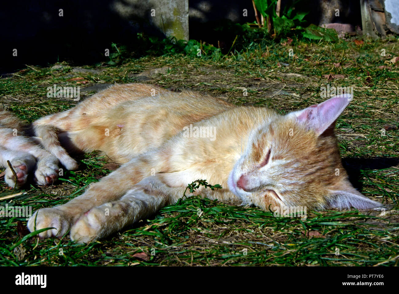 Rostig - white Tabby cat Festlegung auf seiner Seite mit gestreckten Pfoten, auf dem Boden von verdorrten Gras bedeckt, scheinbar die Sonnen genießen. Stockfoto