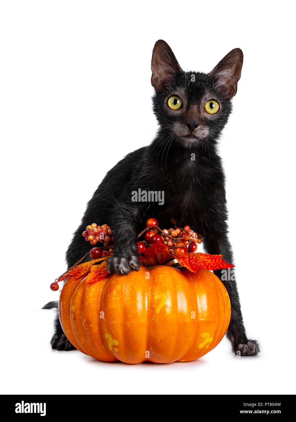 Junge Erwachsene schwarz Lykoi Katze Kätzchen hinter und mit einer Pfote auf eine orange Kürbis suchen gerade in die Kamera mit gelben Augen sitzen, isoliert auf weißem Stockfoto