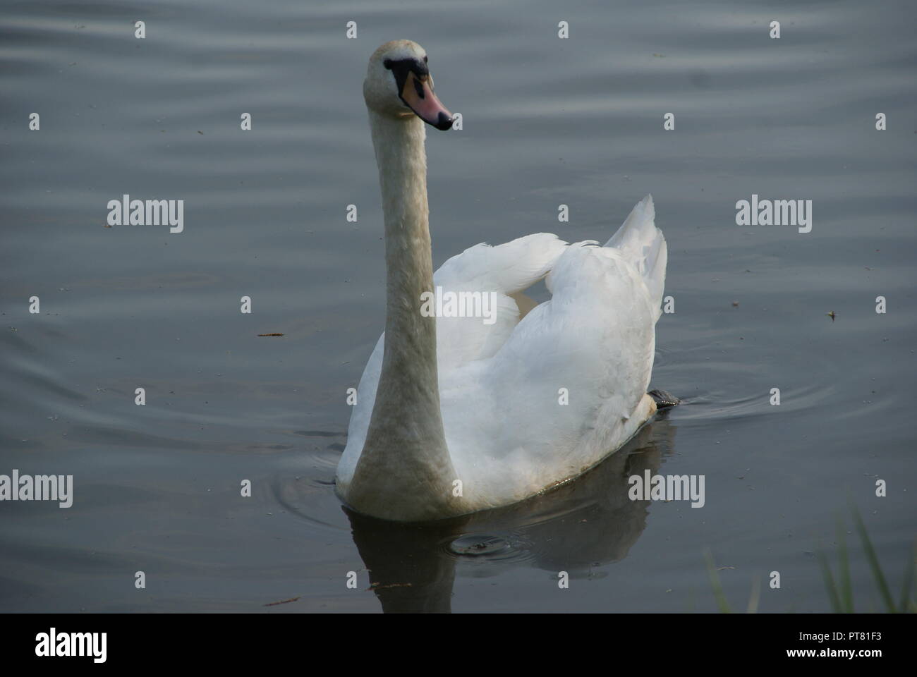 Weißer Schwan, der allein in einem See in Bremen bei der Jagd Fisch Stockfoto