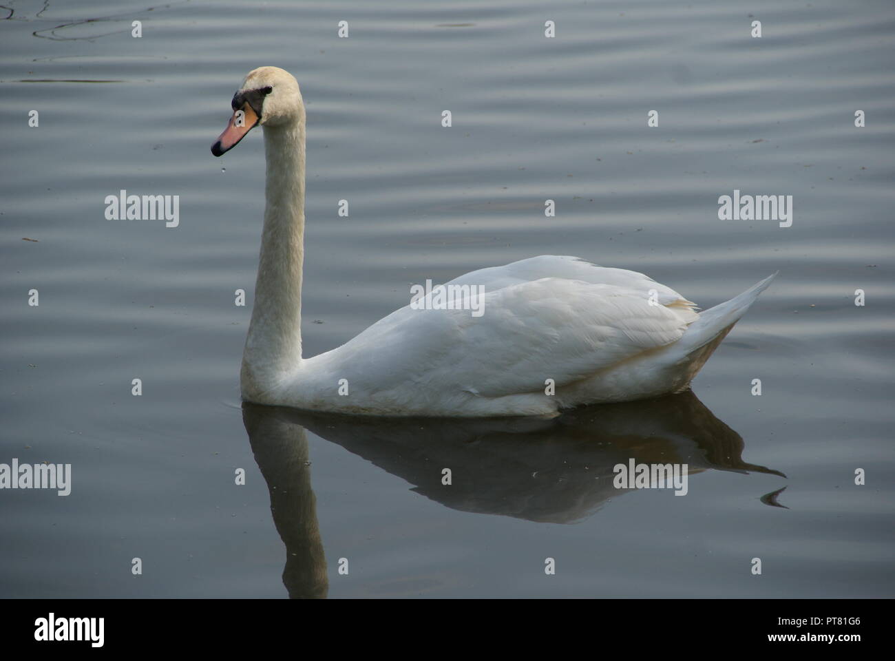 Weißer Schwan, der allein in einem See in Bremen bei der Jagd Fisch Stockfoto