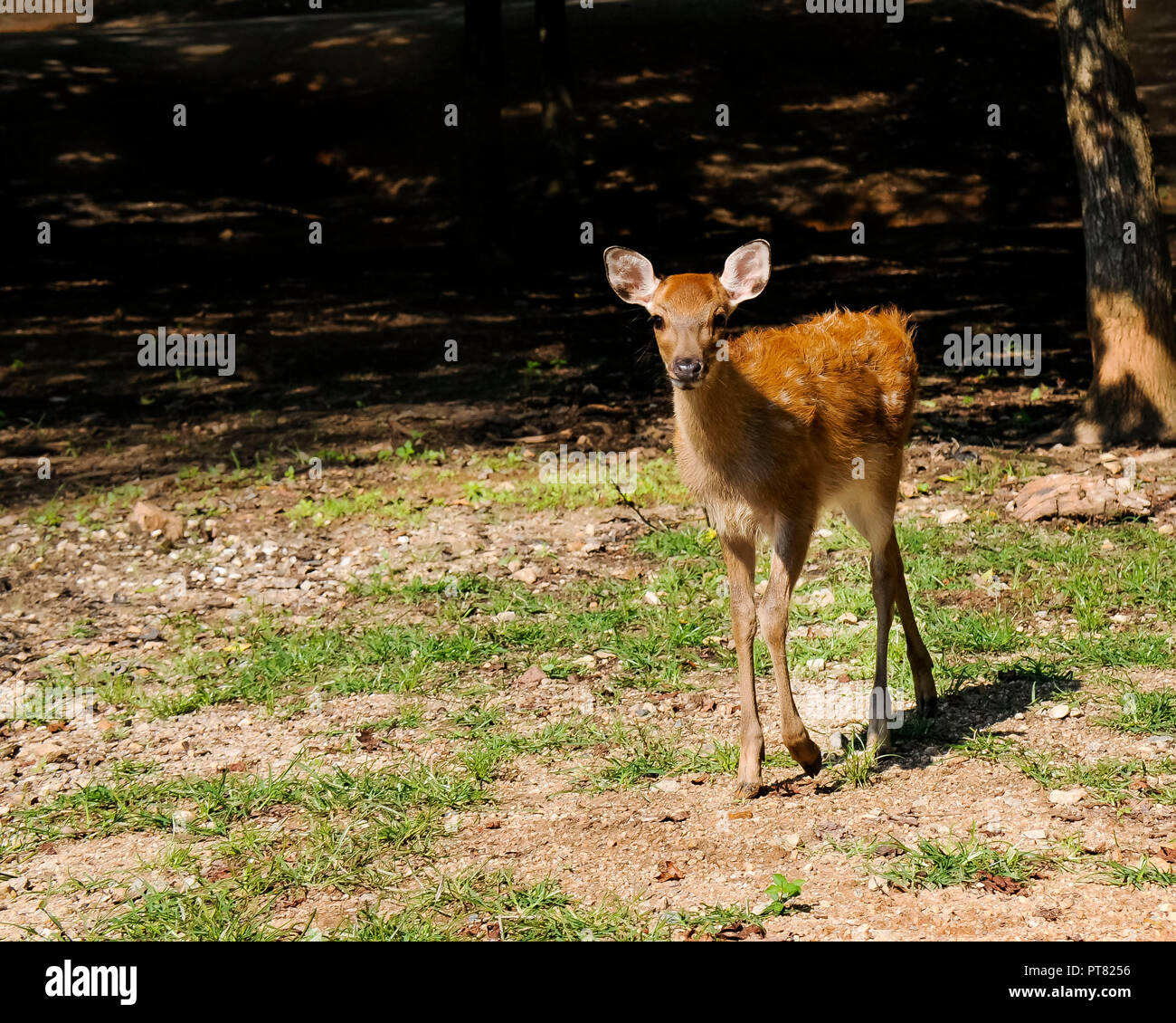 Ein junger Hirsch zu Fuß entfernt von den Wäldern. Stockfoto