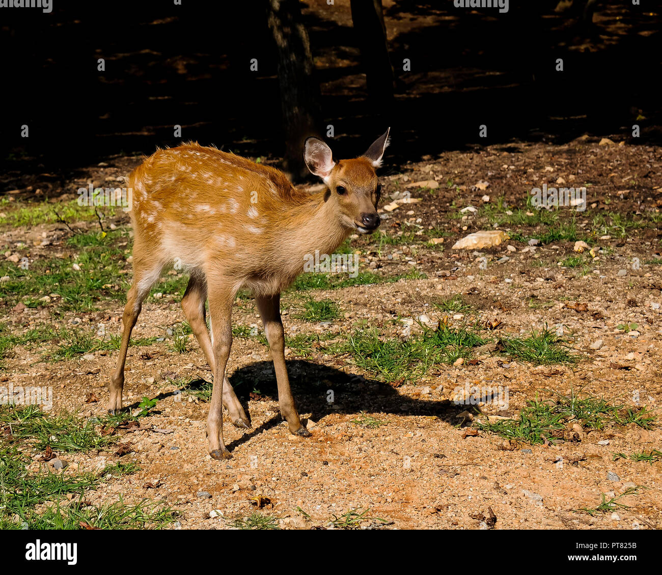 Junge Reh stehend in der Nähe der Wälder. Stockfoto