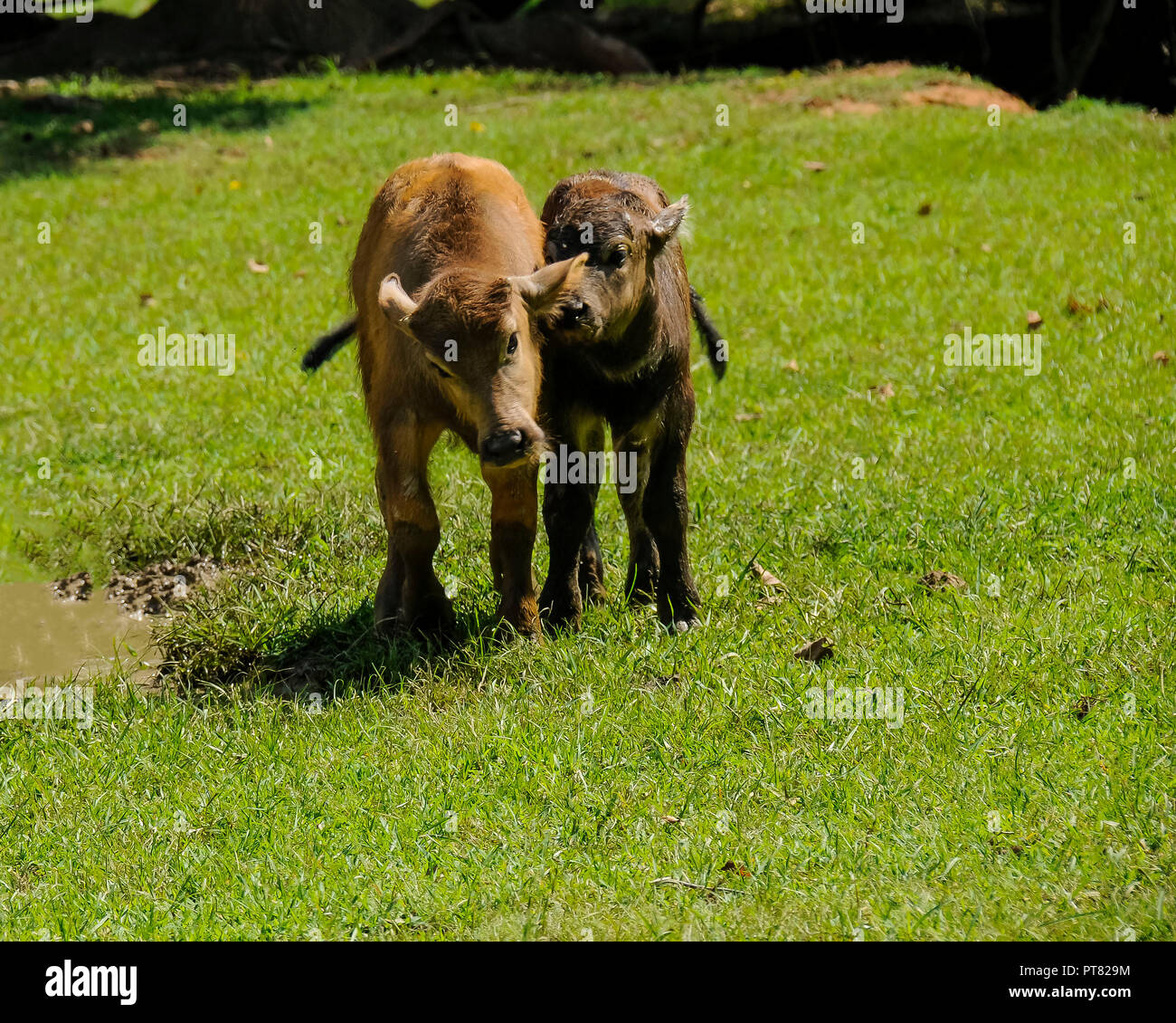 Zwei Kälber spielen, während eine Kuh Uhren. Stockfoto