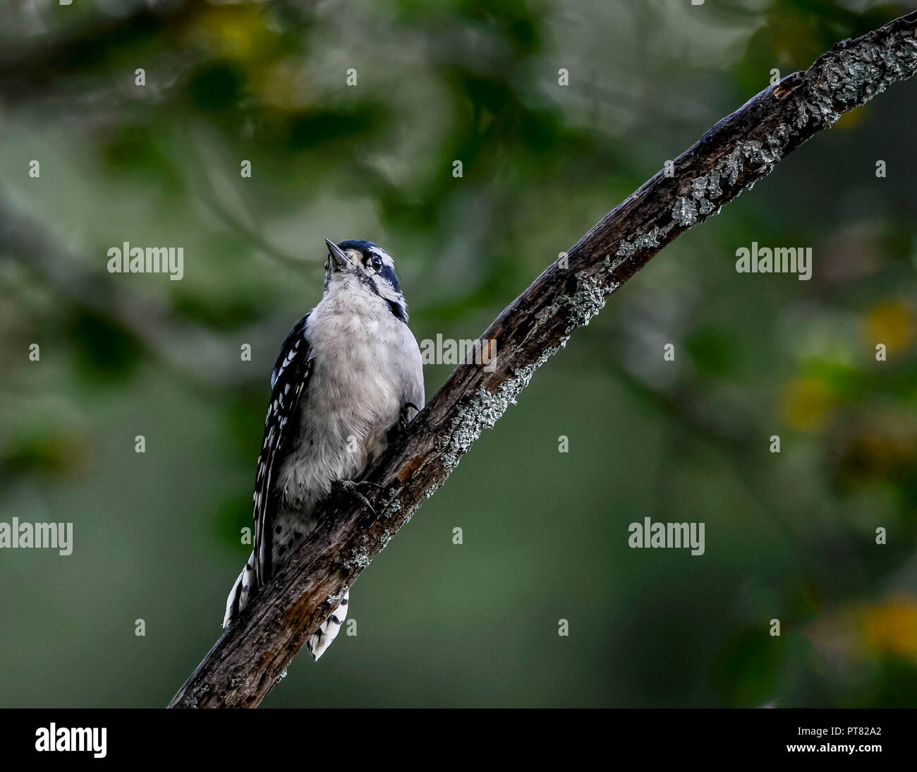 Downy Woodpecker sitzen auf einem Ast. Stockfoto