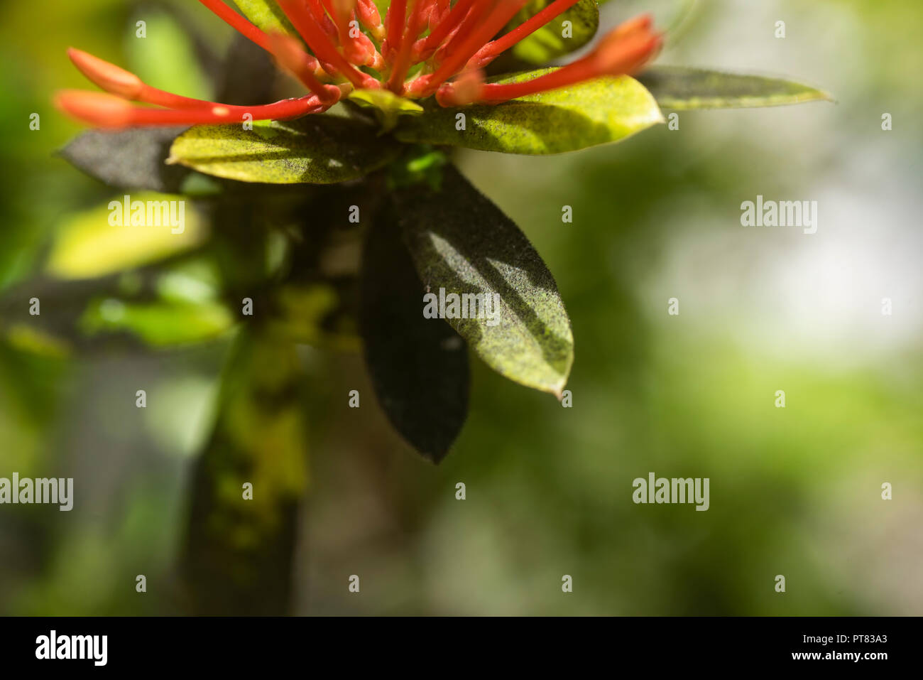 Schwarzen rußigen Schimmel auf die Blätter eines Ixora chinensis Blatt Stockfoto