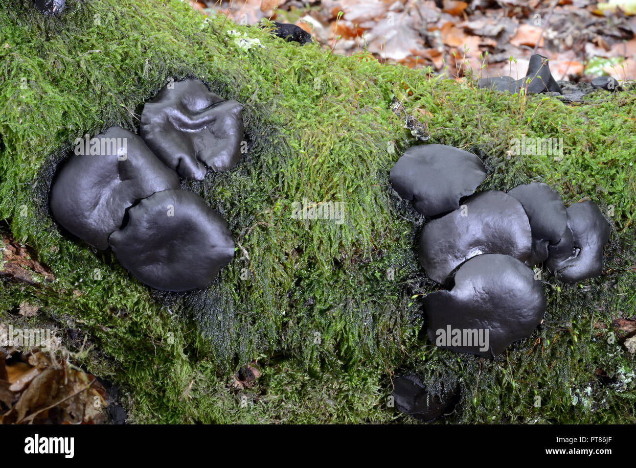 Der Pilz Bulgarien inquinans (allgemein bekannt als schwarz Bulgar) ist ein ascomycet in der Familie Bulgariaceae. Er wächst an abgestorbenen Eiche und Hainbuche. Stockfoto