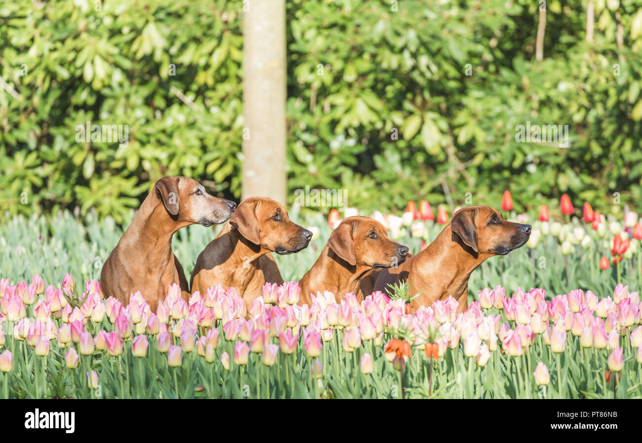 Hunde zwischen Tulpen, Keukenhof Lisse, Niederlande Stockfoto