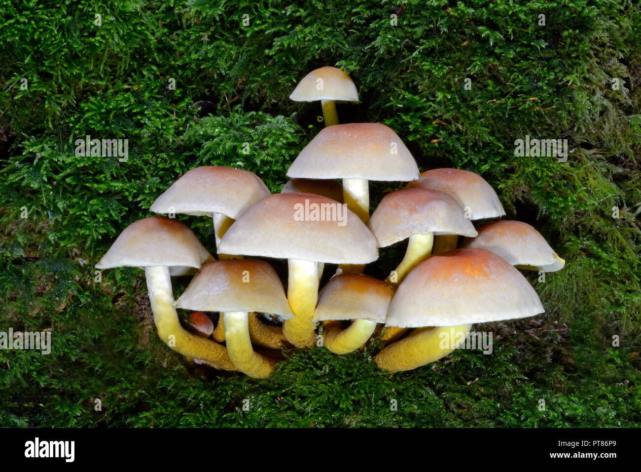 Hypholoma fasciculare (Schwefel Büschel) ist eine gemeinsame woodland Pilz. Eine saprophagic Arten, die in großen Büschel auf Tote oder Faulenden Baumstämmen wächst Stockfoto