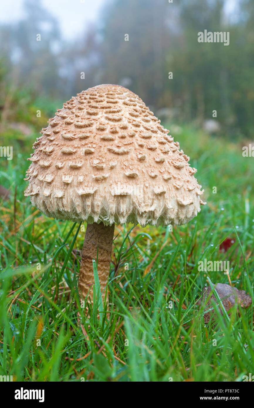 Sonnenschirm Pilz auf der Weide Stockfoto